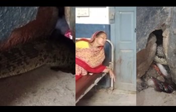 There was a stir among the people due to the snake coming out in the government hospital of Bihar.