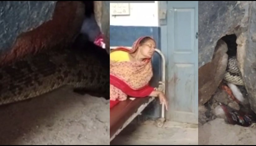 There was a stir among the people due to the snake coming out in the government hospital of Bihar.